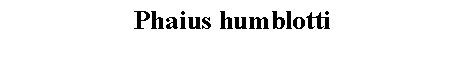 Text Box: Phaius humblotti 