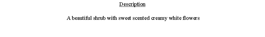 Text Box: Description A beautiful shrub with sweet scented creamy white flowers 