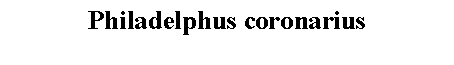 Text Box: Philadelphus coronarius 