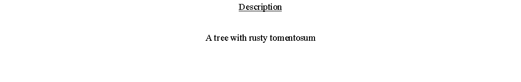 Text Box: DescriptionA tree with rusty tomentosum