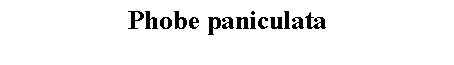 Text Box: Phobe paniculata