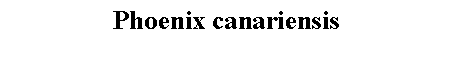 Text Box: Phoenix canariensis 