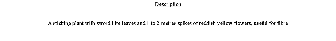 Text Box: DescriptionA sticking plant with sword like leaves and 1 to 2 metres spikes of reddish yellow flowers, useful for fibre 
