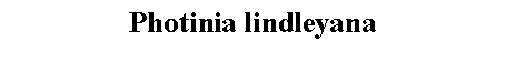 Text Box: Photinia lindleyana 
