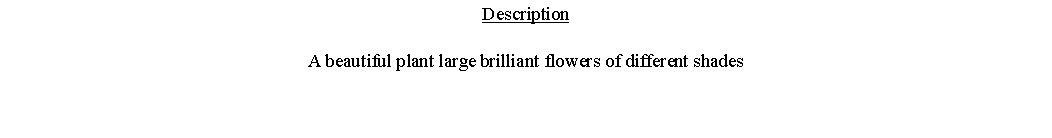 Text Box: DescriptionA beautiful plant large brilliant flowers of different shades 