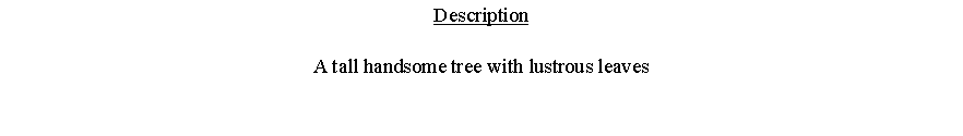 Text Box: DescriptionA tall handsome tree with lustrous leaves 