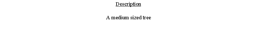 Text Box: DescriptionA medium sized tree 