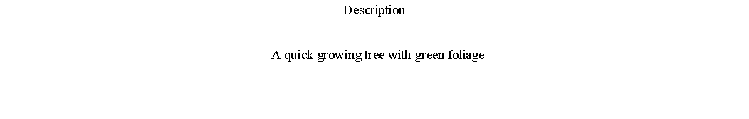 Text Box: Description  A quick growing tree with green foliage 