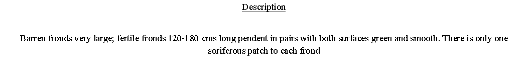 Text Box: DescriptionBarren fronds very large; fertile fronds 120-180 cms long pendent in pairs with both surfaces green and smooth. There is only one soriferous patch to each frond 