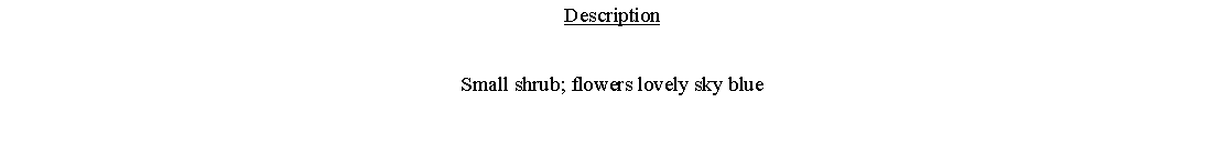 Text Box: DescriptionSmall shrub; flowers lovely sky blue 