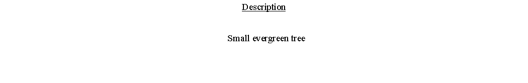 Text Box: Description  Small evergreen tree 