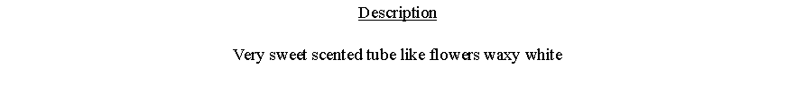 Text Box: DescriptionVery sweet scented tube like flowers waxy white 