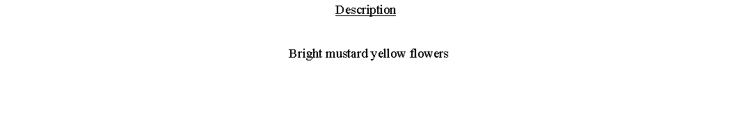 Text Box: Description  Bright mustard yellow flowers 