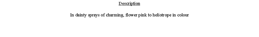Text Box: DescriptionIn dainty sprays of charming, flower pink to heliotrope in colour 