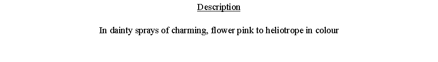 Text Box: DescriptionIn dainty sprays of charming, flower pink to heliotrope in colour 