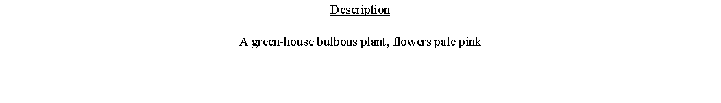 Text Box: DescriptionA green-house bulbous plant, flowers pale pink 
