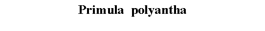 Text Box: Primula  polyantha 