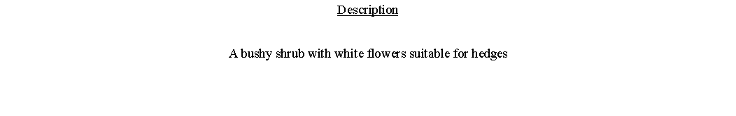 Text Box: DescriptionA bushy shrub with white flowers suitable for hedges