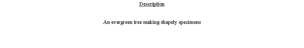 Text Box: DescriptionAn evergreen tree making shapely specimens