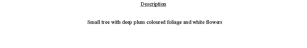 Text Box: Description  Small tree with deep plum coloured foliage and white flowers 