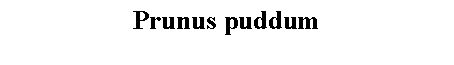 Text Box: Prunus puddum 