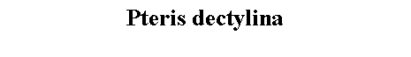 Text Box: Pteris dectylina 