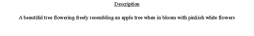 Text Box: DescriptionA beautiful tree flowering freely resembling an apple tree when in bloom with pinkish white flowers 
