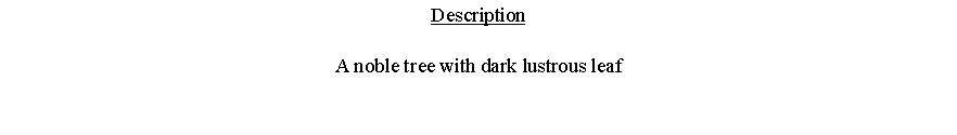 Text Box: DescriptionA noble tree with dark lustrous leaf 