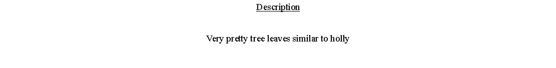 Text Box: DescriptionVery pretty tree leaves similar to holly 