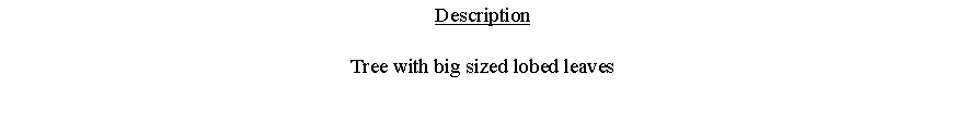 Text Box: DescriptionTree with big sized lobed leaves 