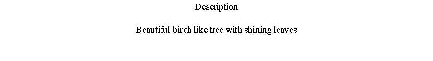 Text Box: DescriptionBeautiful birch like tree with shining leaves 