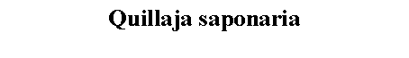 Text Box: Quillaja saponaria 