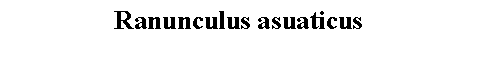 Text Box: Ranunculus asuaticus 