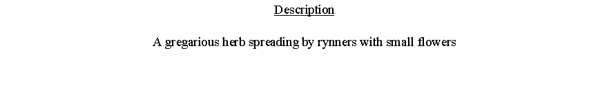 Text Box: DescriptionA gregarious herb spreading by rynners with small flowers 