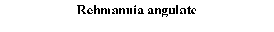 Text Box: Rehmannia angulate 
