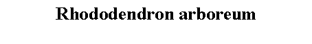 Text Box: Rhododendron arboreum 
