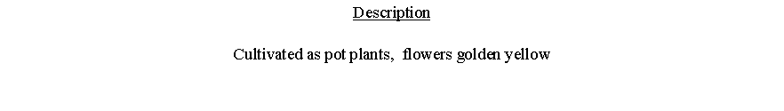 Text Box: DescriptionCultivated as pot plants,  flowers golden yellow 