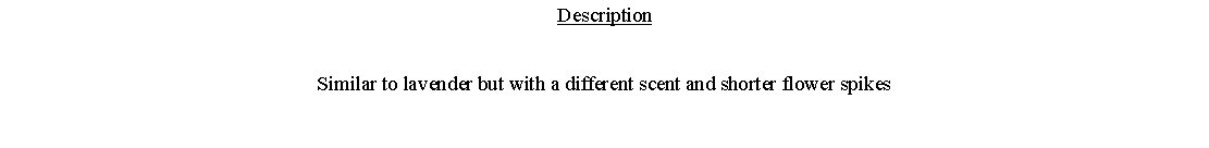 Text Box: DescriptionSimilar to lavender but with a different scent and shorter flower spikes 
