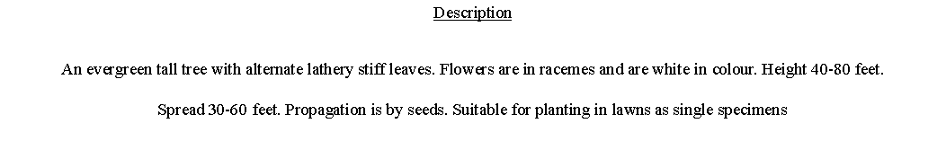 Text Box: DescriptionAn evergreen tall tree with alternate lathery stiff leaves. Flowers are in racemes and are white in colour. Height 40-80 feet. Spread 30-60 feet. Propagation is by seeds. Suitable for planting in lawns as single specimens 