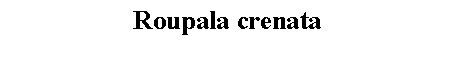 Text Box: Roupala crenata