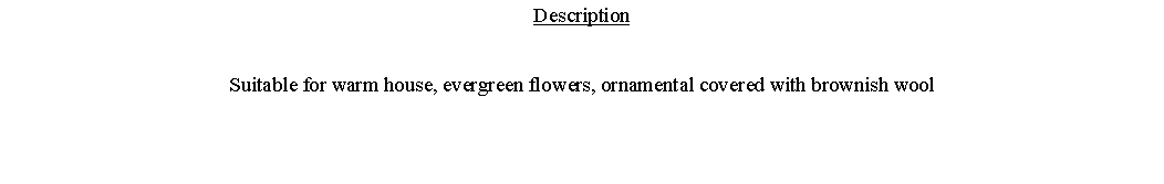 Text Box: DescriptionSuitable for warm house, evergreen flowers, ornamental covered with brownish wool 