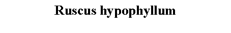 Text Box: Ruscus hypophyllum 