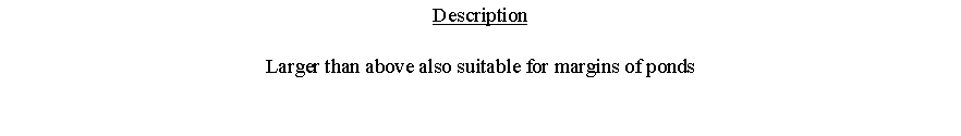 Text Box: DescriptionLarger than above also suitable for margins of ponds 
