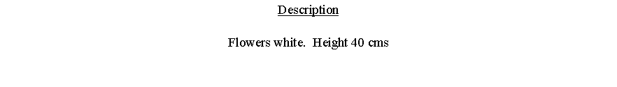 Text Box: DescriptionFlowers white.  Height 40 cms 