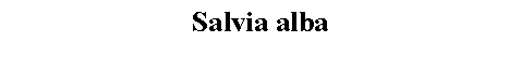 Text Box: Salvia alba 