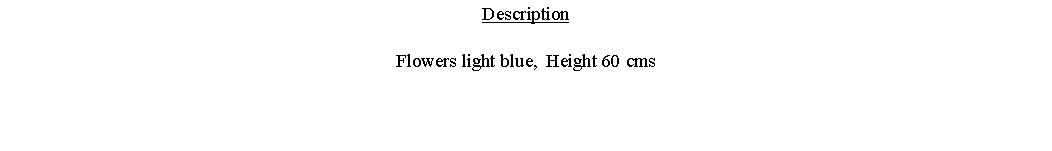 Text Box: DescriptionFlowers light blue,  Height 60 cms 