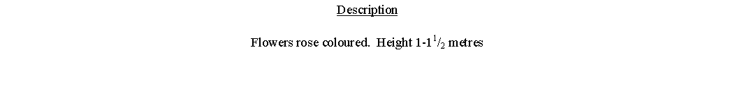 Text Box: DescriptionFlowers rose coloured.  Height 1-11/2 metres 