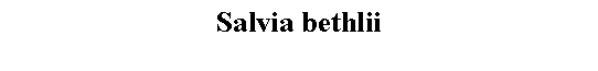 Text Box: Salvia bethlii 