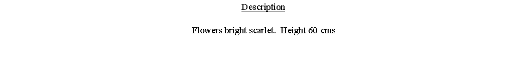 Text Box: DescriptionFlowers bright scarlet.  Height 60 cms 