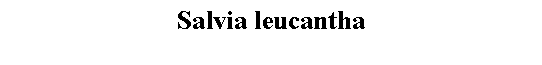 Text Box: Salvia leucantha 